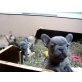 Französisch Bulldog Welpen kostenlos Annahme , Französische Bulldogge - Rüde