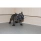 Französisch Bulldogge, Französische Bulldogge - Hündin