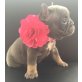 Französisch Bulldogge, Französische Bulldogge - Hündin