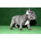 Französisch Bulldogge, Französische Bulldogge - Hündin