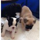 Französisch Bulldogge, Französische Bulldogge - Hündin