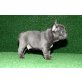 Französisch Bulldogge, Französische Bulldogge - Hündin