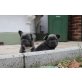 Französisch Bulldogge, Französische Bulldogge - Hündin