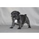 Französisch Bulldogge, Französische Bulldogge - Hündin