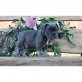 Französisch Bulldogge, Französische Bulldogge - Hündin