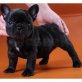 Französisch Bulldogge, Französische Bulldogge - Hündin