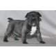 Französisch Bulldogge, Französische Bulldogge - Hündin