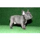 Französisch Bulldogge, Französische Bulldogge - Rüde
