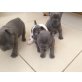 Französisch Bulldogge, Französische Bulldogge - Rüde