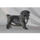 Französisch Bulldogge, Französische Bulldogge - Rüde