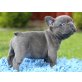 Französisch Bulldogge, Französische Bulldogge - Rüde