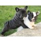 Französisch Bulldogge, Französische Bulldogge - Rüde