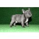 Französisch Bulldogge, Französische Bulldogge - Rüde