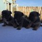 Französisch Bulldogge, Französische Bulldogge - Rüde