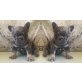 Französisch Bulldogge, Französische Bulldogge - Rüde