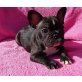 Französisch Bulldogge, Französische Bulldogge - Rüde
