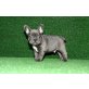 Französisch Bulldogge, Französische Bulldogge - Rüde