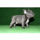 Französisch Bulldogge, Französische Bulldogge - Rüde