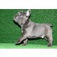 Französisch Bulldogge, Französische Bulldogge - Rüde