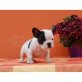 Französisch Bulldogge, Französische Bulldogge - Rüde