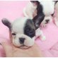 Französisch Bulldogge, Französische Bulldogge - Rüde