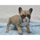 Französisch Bulldogge, Französische Bulldogge - Rüde