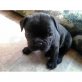Französisch Bulldogge, Französische Bulldogge - Rüde