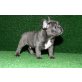 Französisch Bulldogge, Französische Bulldogge - Rüde