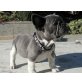 Französisch Bulldogge, Französische Bulldogge - Rüde