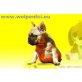 Französische Buldogge Welpen - Rüde