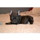 Französische Bulldog welpen Welpen, Französische Bulldogge - Rüde