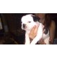 Französische Bulldogge, Französische Bulldogge - Hündin