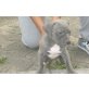 Französische Bulldogge, Französische Bulldogge - Hündin