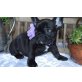 Französische Bulldogge, Französische Bulldogge Welpen - Hündin