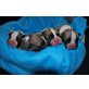 Französische Bulldogge, Französische Bulldogge Welpen - Rüde