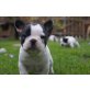 Französische Bulldogge - Hündin