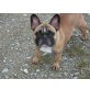 Französische Bulldogge - Hündin