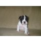 Französische Bulldogge - Hündin