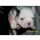Französische Bulldogge - Hündin