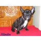 Französische Bulldogge - Hündin