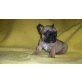 Französische Bulldogge - Hündin