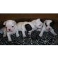 Französische Bulldogge - Hündin
