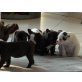 Französische Bulldogge - Hündin