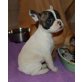Französische Bulldogge - Hündin