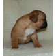 Französische Bulldogge - Hündin