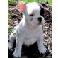 Französische Bulldogge - Hündin