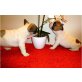 Französische Bulldogge - Hündin