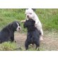 Französische Bulldogge - Hündin