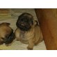Französische Bulldogge - Hündin