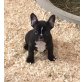 Französische Bulldogge - Hündin